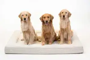 Three golden retrievers sitting on a large orthopedic dog bed — comfortable luxury dog bed for large dogs offering superior support.