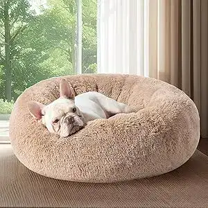 Small white French Bulldog resting on a plush donut-style orthopedic dog bed — one of the best washable orthopedic dog beds for small dogs.