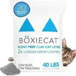 Boxiecat scent-free clay cat litter with a 40-pound label, shown next to a curious kitten—an odor-controlling essential in kitten must haves for a clean and healthy home.