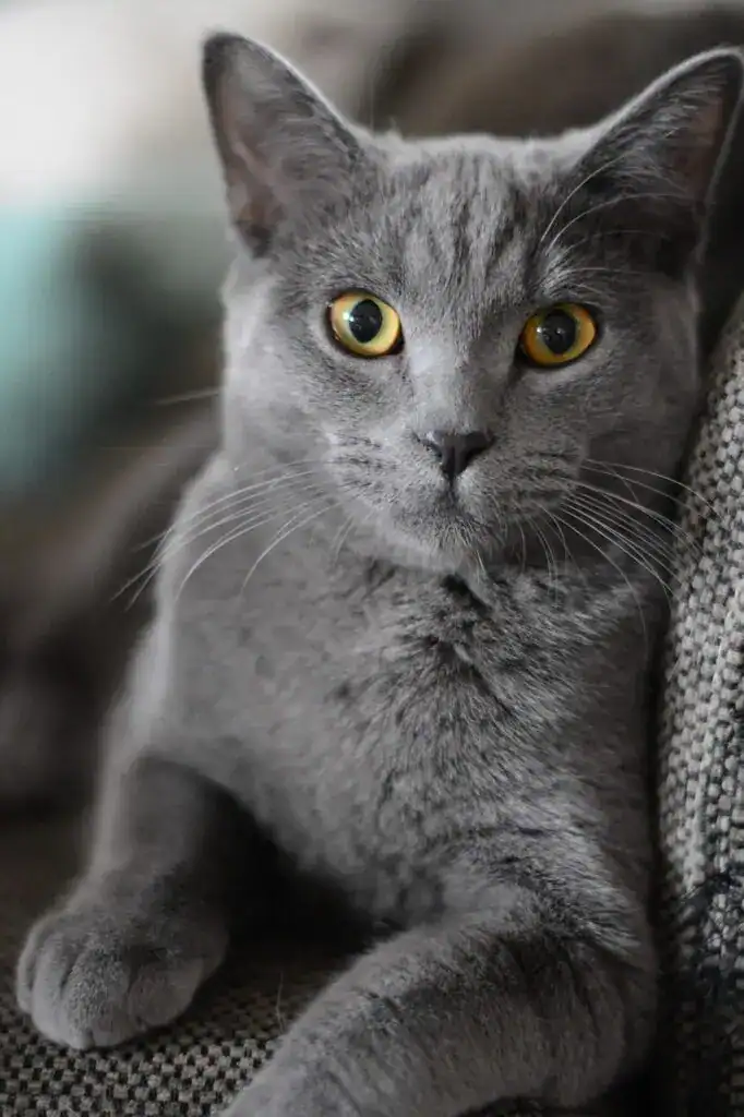 cat bedroom