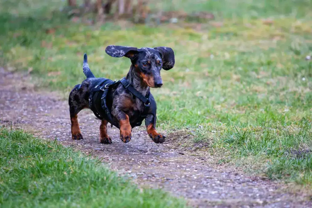 cute puppy walking