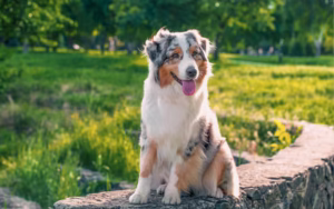 Australian Shepherd sitting peacefully on a stone ledge in a park, symbolizing emotional support from dogs through their calming presence and loyal companionship.