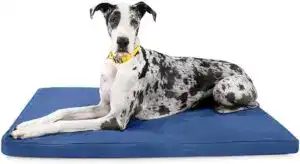 Large dog lying on a durable blue dog bed designed to withstand chewing — one of the best chew-proof beds for teething puppies.