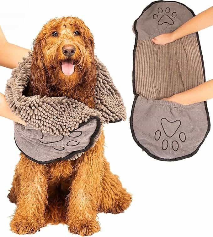 DogShammy