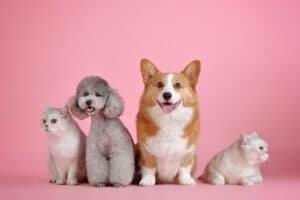 pets, cat, dog, nature, animals, pet, mammals, canine, animal, feline, friends