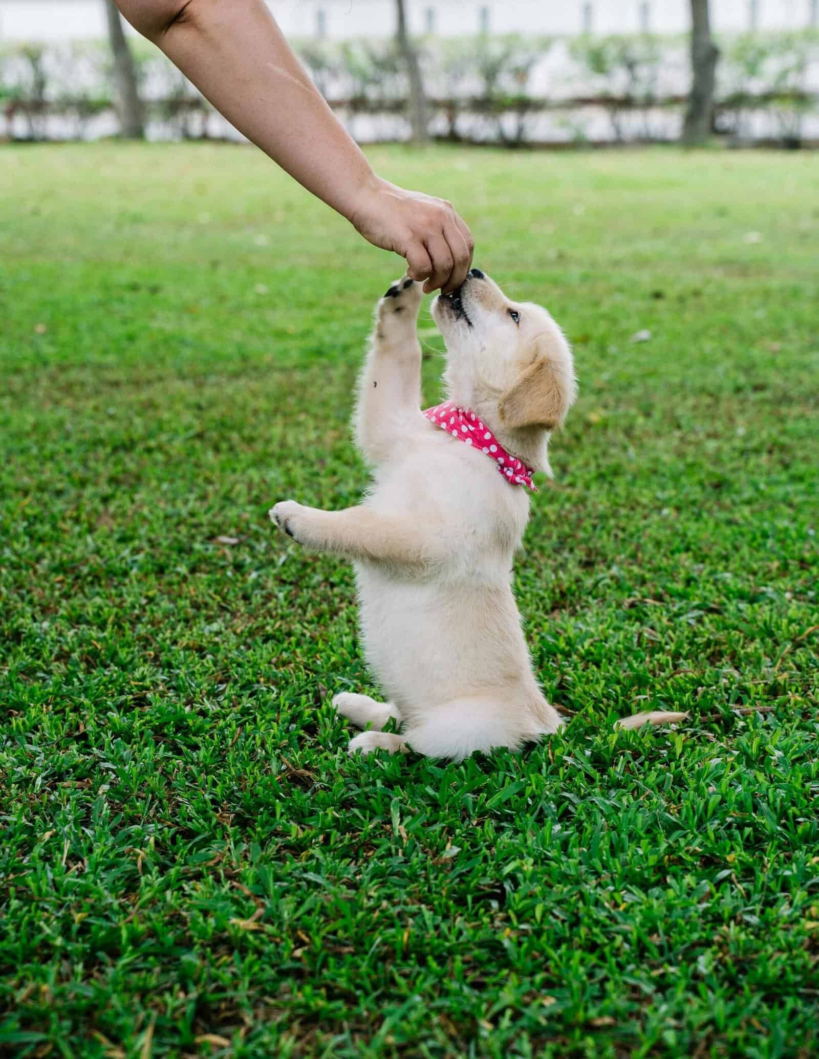 🐾 Finding Everyday Joy: How Pets Inspire Us to Live Better 18 Adorable golden retriever puppy being fed outdoors, showcasing playful behavior.