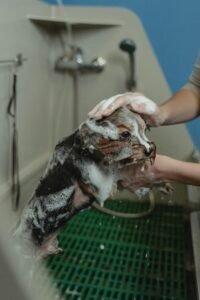 A Yorkshire Terrier being bathed with soap and water, showcasing grooming care in a pet salon.