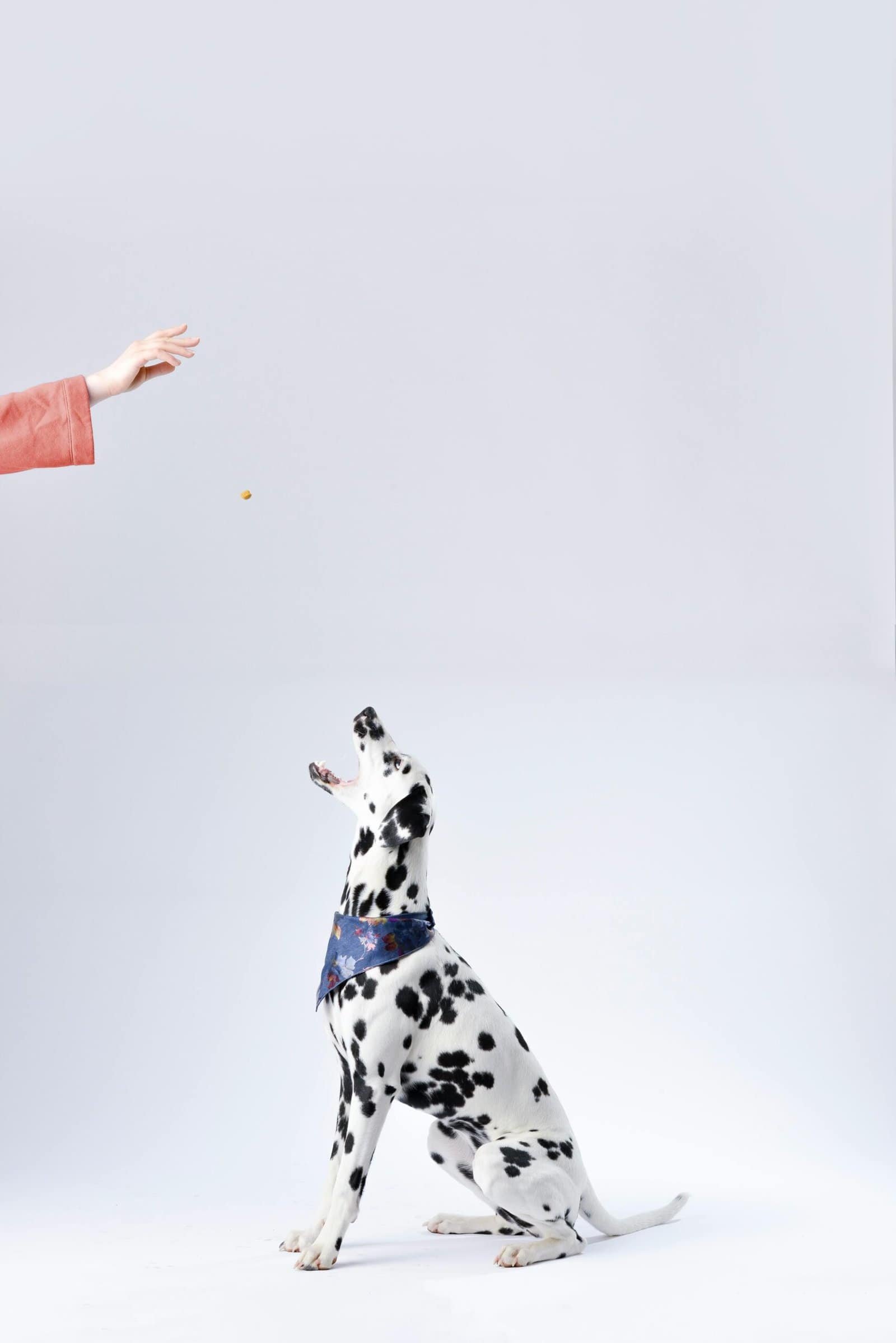 🐾 Finding Everyday Joy: How Pets Inspire Us to Live Better 15 Dalmatian dog catching a treat tossed by a hand in a studio setting, highlighting training.