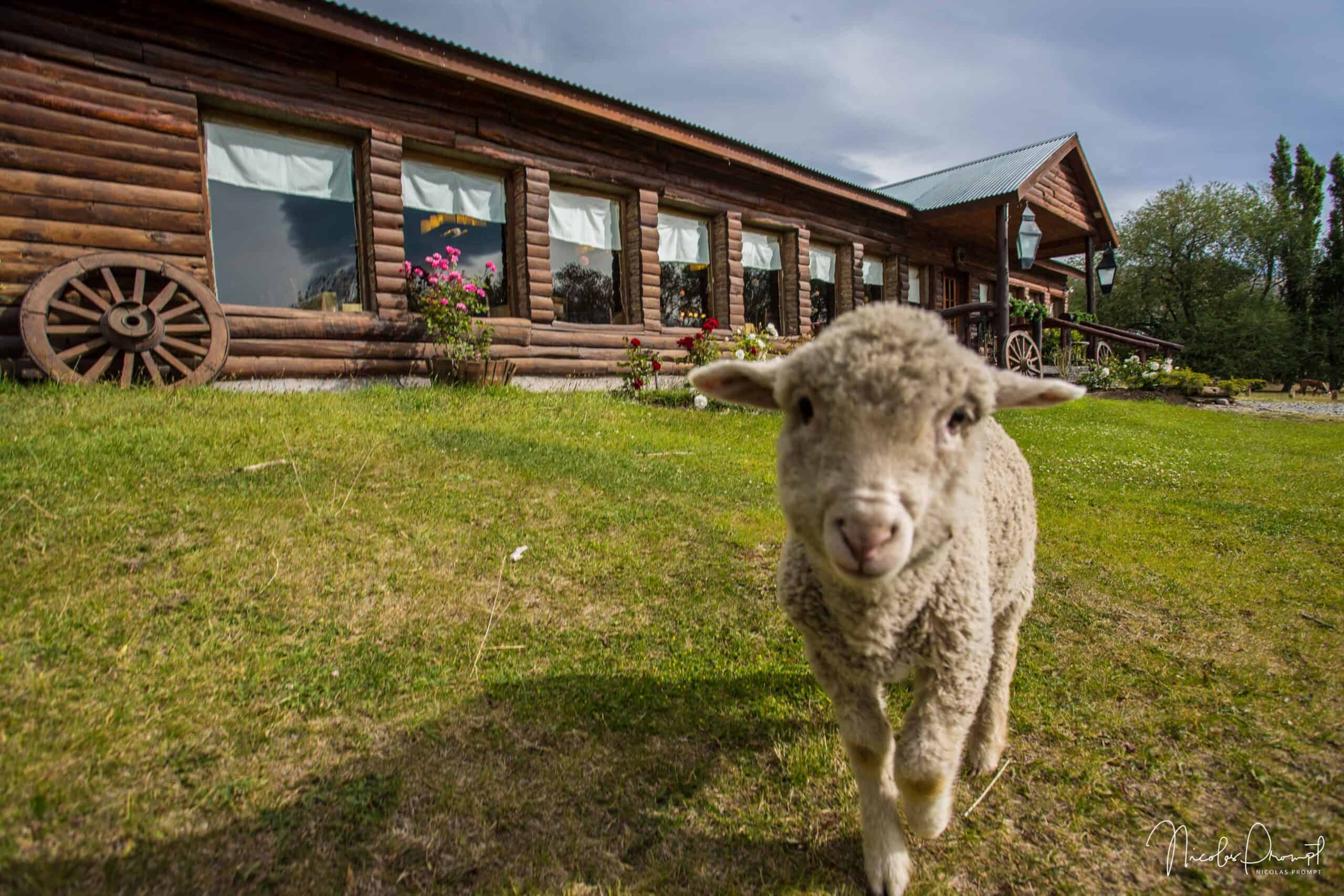 Patagonian estancia near El Calafate in autumn, with animals and steppe landscape