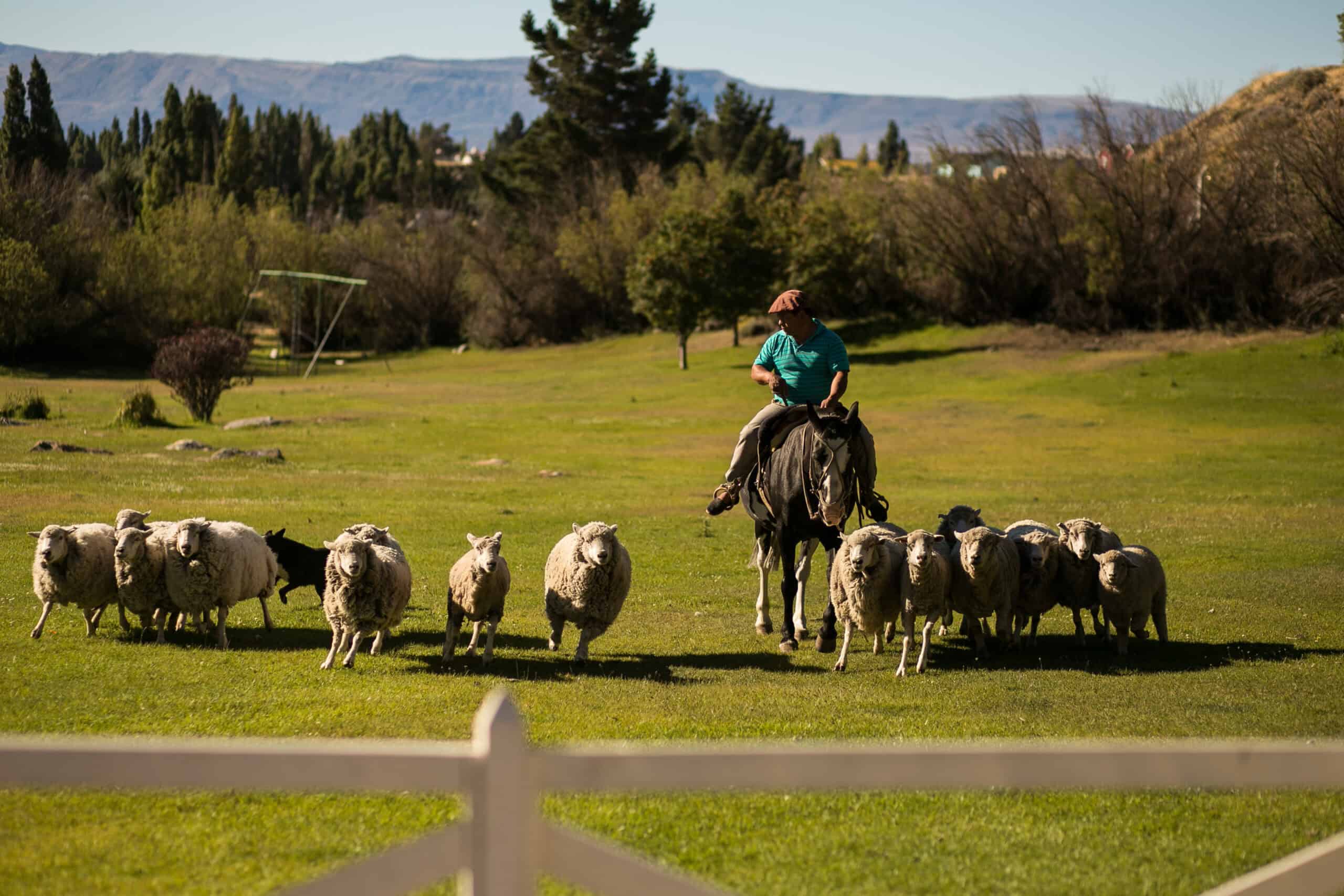 Sheep at a Patagonian estancia near El Calafate, Santa Cruz, Argentina