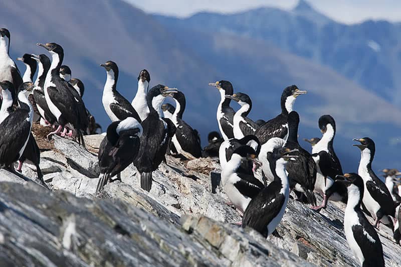 Cormorões na Isla de los Pájaros durante a navegação pelo Canal Beagle, Ushuaia