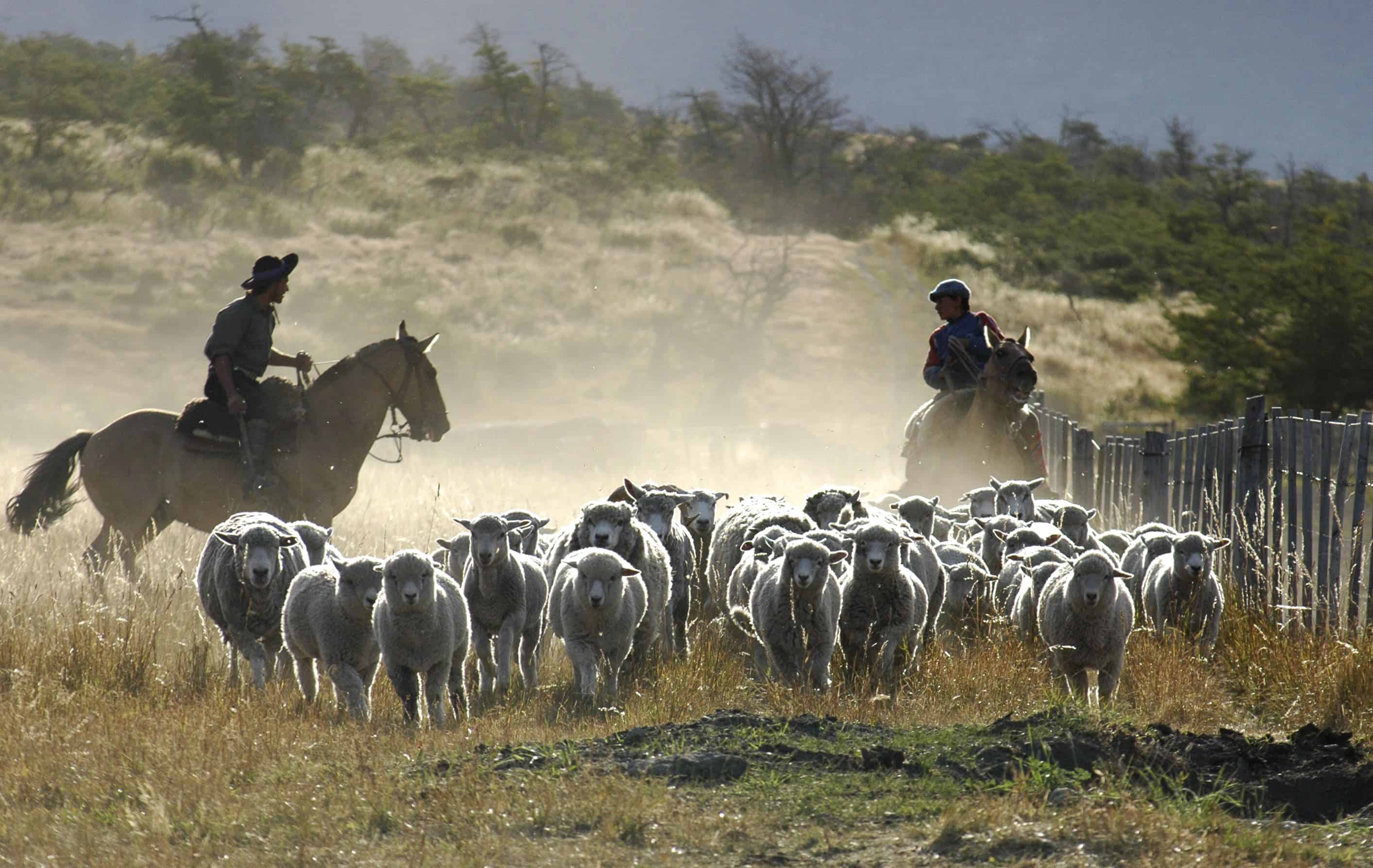 Gaúchos a cavalo conduzindo o rebanho de ovelhas na Estancia Nibepo Aike
