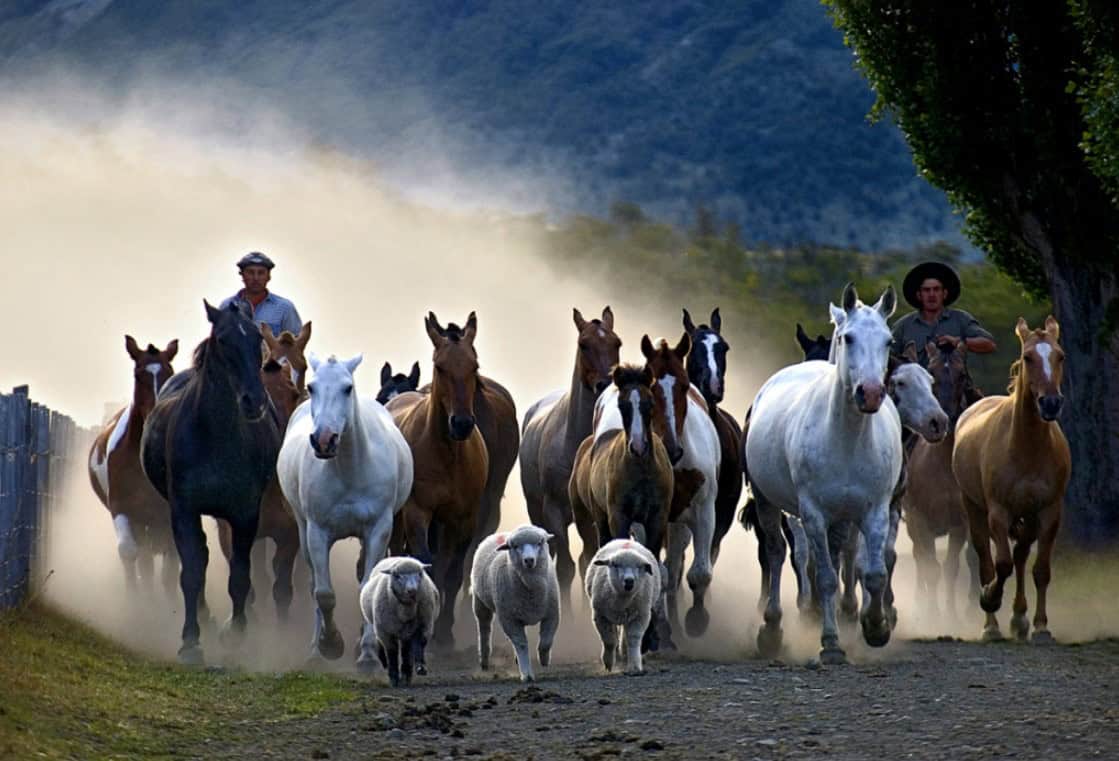 Manada de cavalos crioulos na Estancia Nibepo Aike, Patagônia