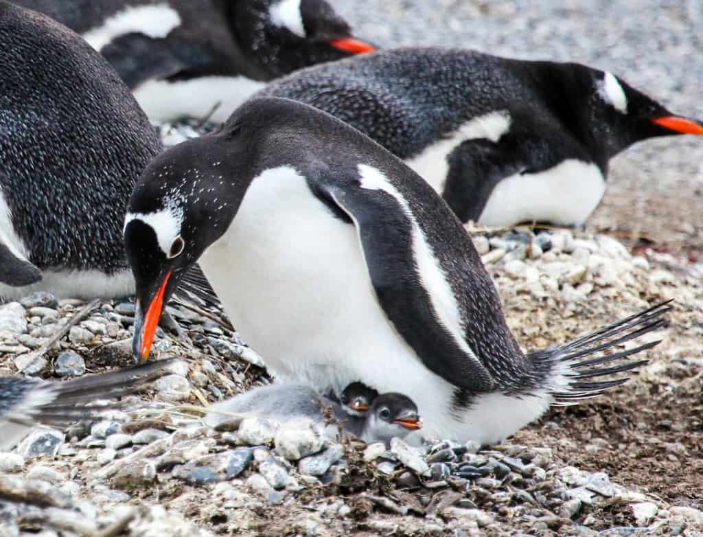 Navegación Beagle: Lobos, Faro y Pingüinos, Isla Martillo, Ushuaia