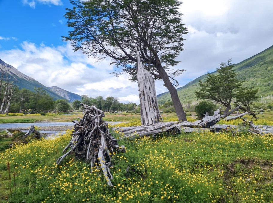 Patagonian flora and lenga trees by the Arroyo Grande in the Andorra valley, trekking to the Vinciguerra Glacier, Ushuaia
