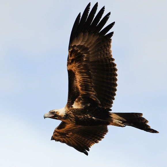 Murray River Trails Wedge Tailed Eagle Riverland South Australia
