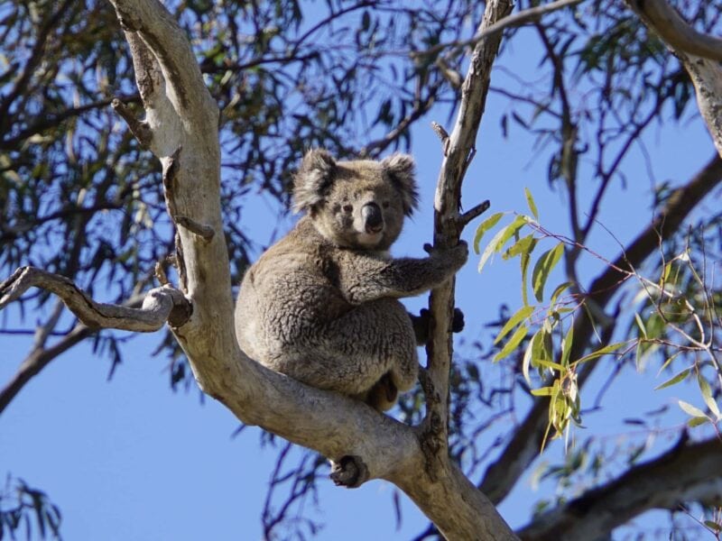 Koala