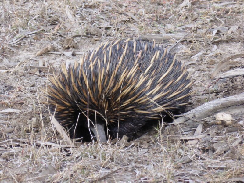 Murray River Echidna