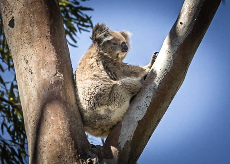 Koala