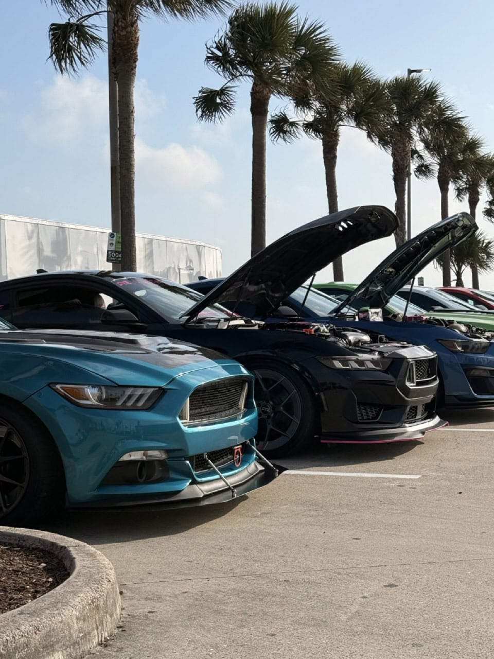 Row of Ford Mustangs with open hoods at Mustang Week event.