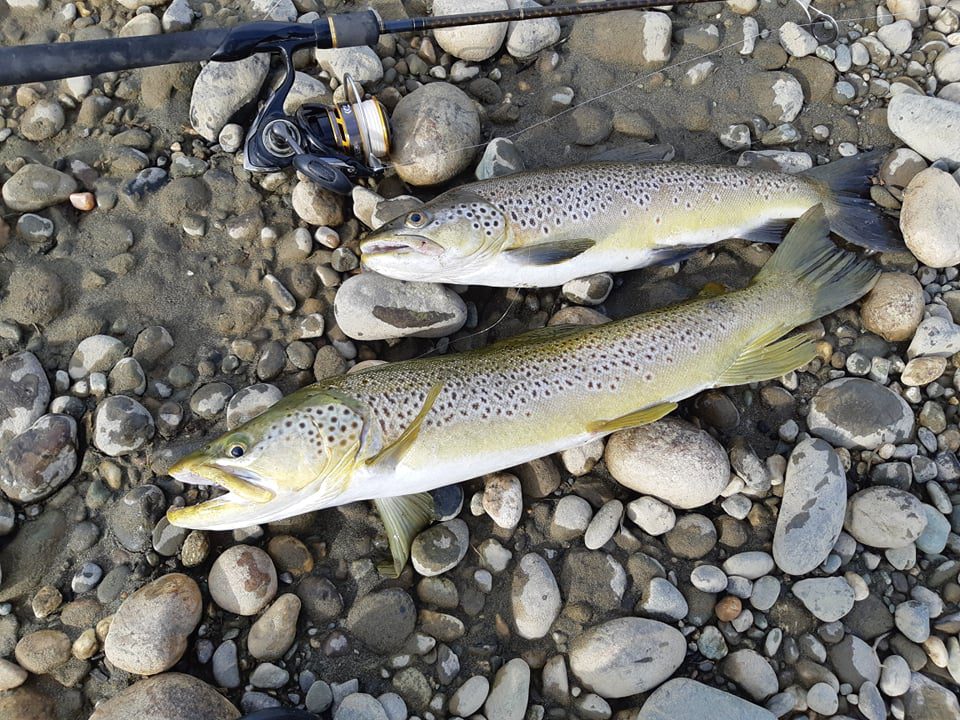 2 trout