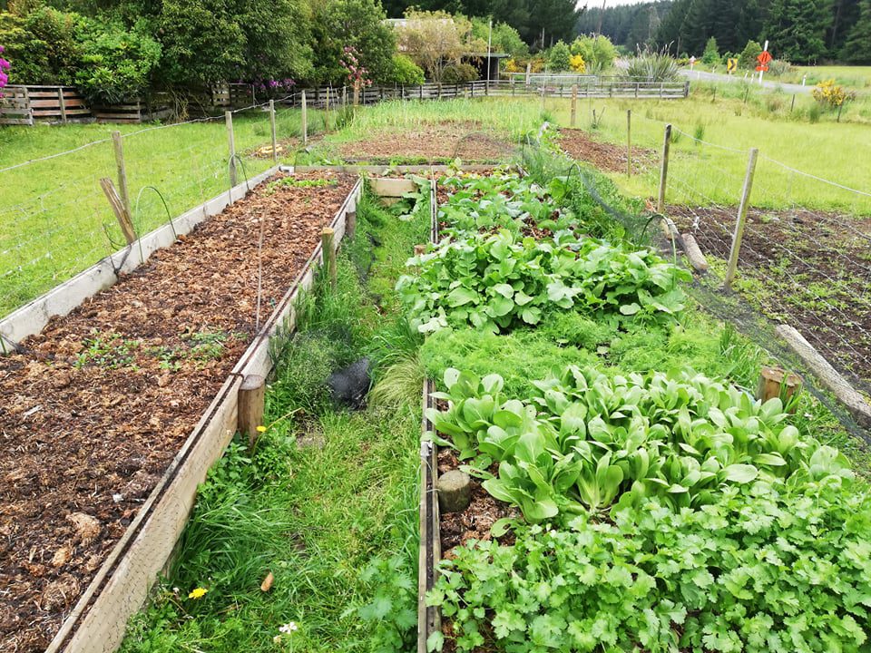 vegetable garden