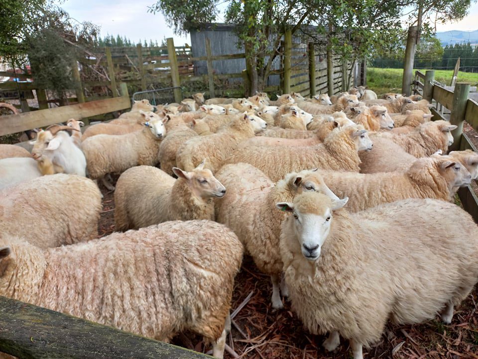 sheep in yard