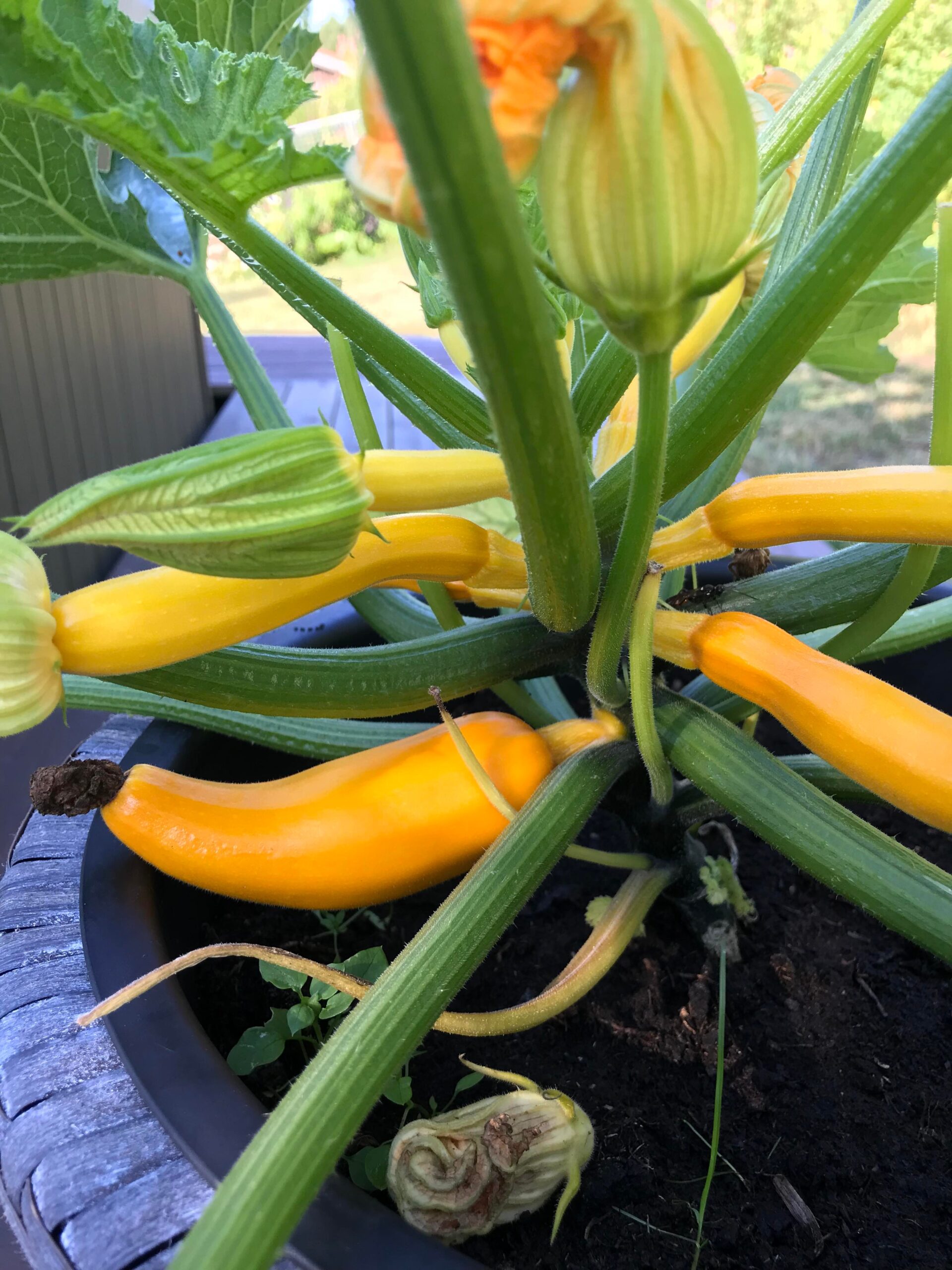 zucchini plant