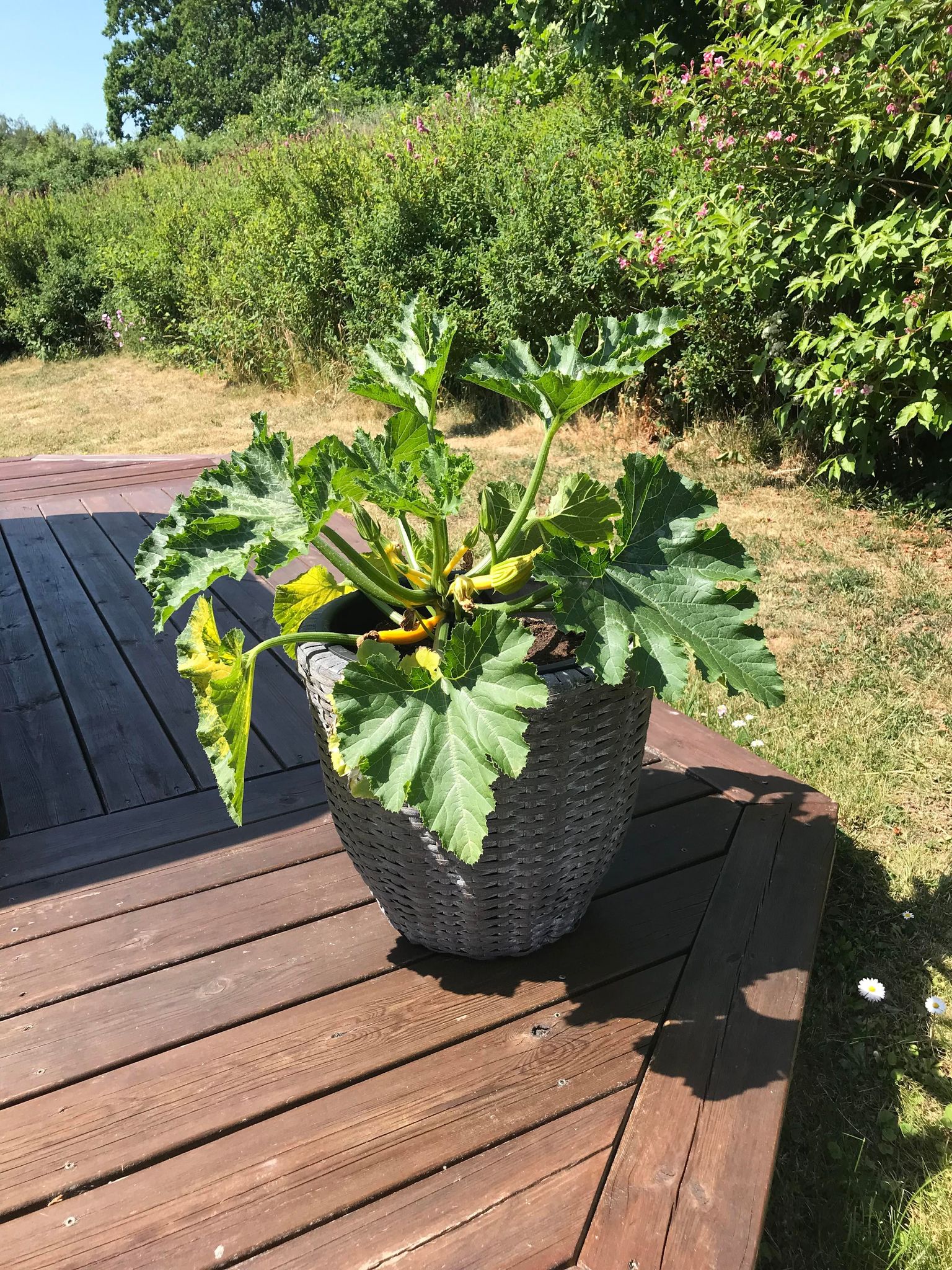 zucchini plant in a pot on a deck