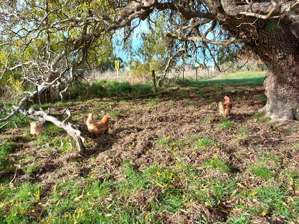 hens under the willow tree