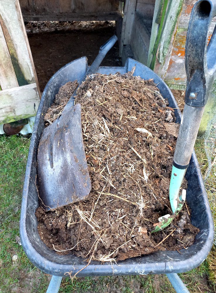 wheel barrow full of chicken manure
