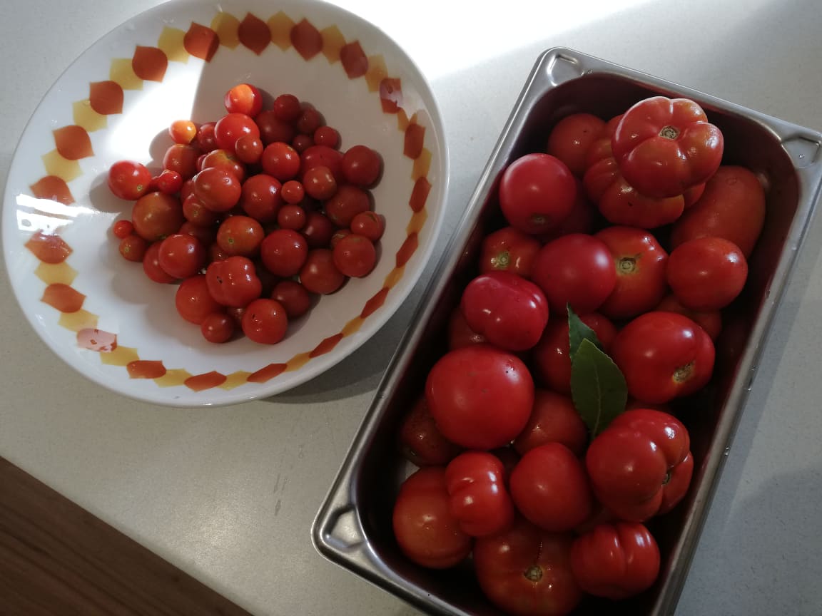 homegrown tomatoes