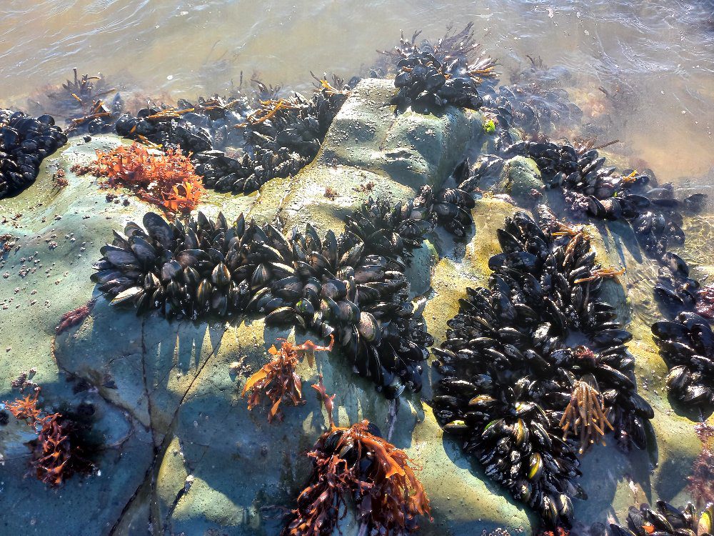 Mussel bed on a rock in the sea