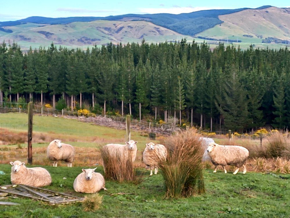 sheep on my lifestyle block