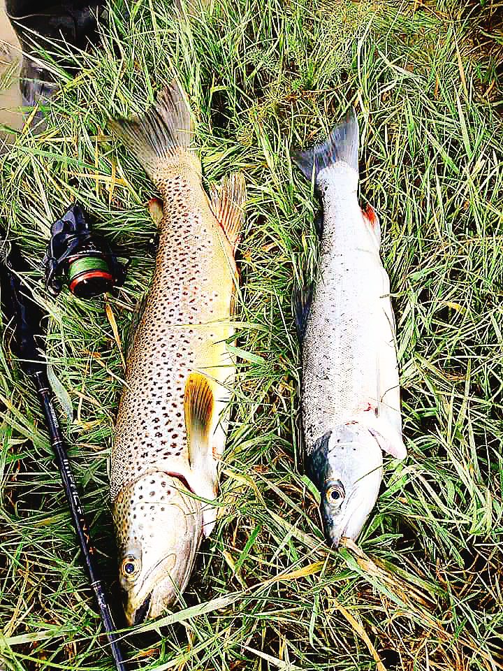 2 trout fish on the grass next to a fishing rod