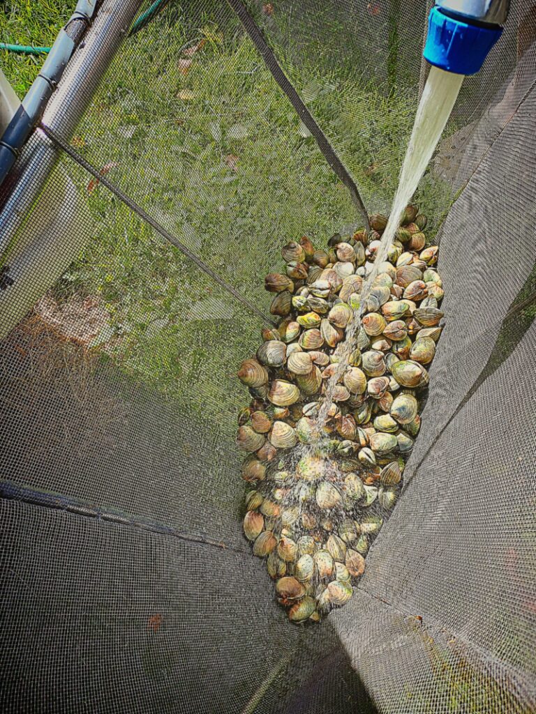 Hosing down fresh clams in a large net