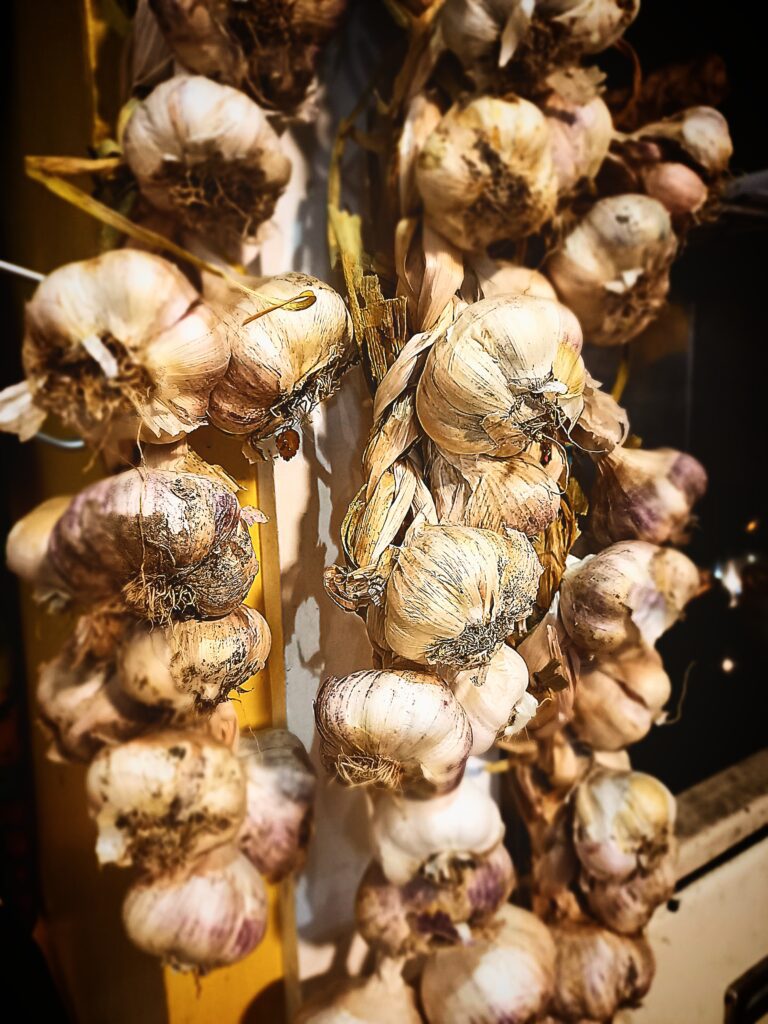 garlic hanging and storing for winter