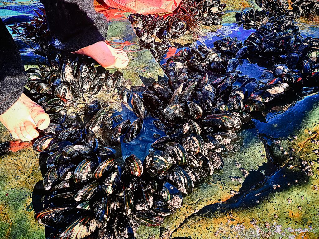 A mussel bed on a rock and two feet next to it