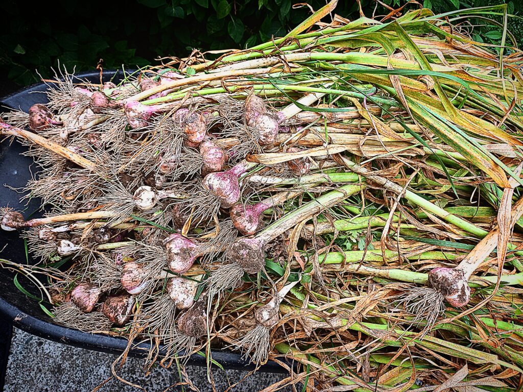 a wheel barrow full of garlic just harvested