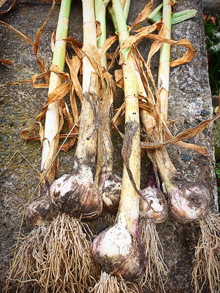 6 Garlic heads just harvested