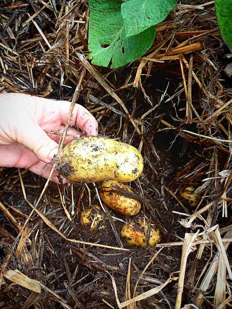 Picking potatoes grown in straw