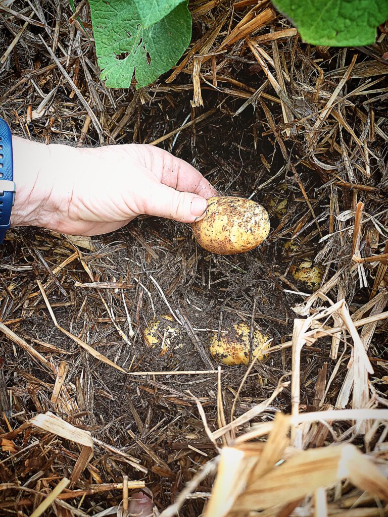 Harvesting potatoes grown in straw