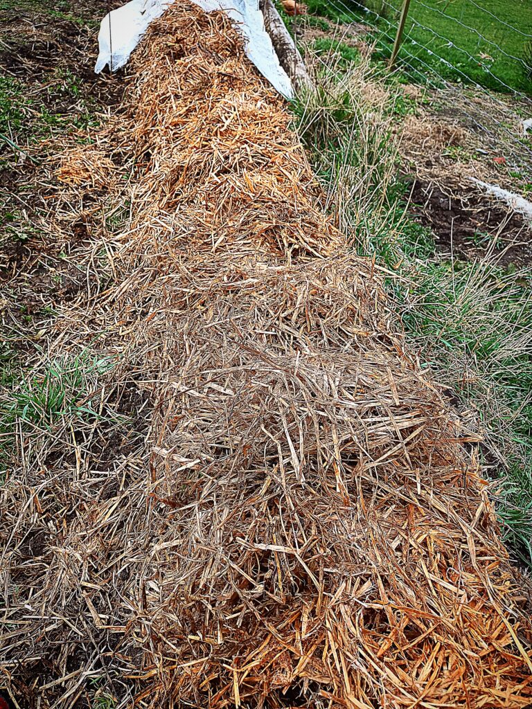seed potatoes covered up with straw