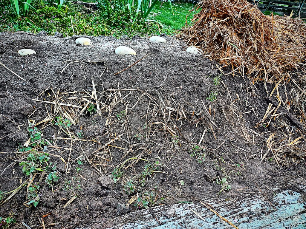 seed potatoes planted on top of a raised garden row
