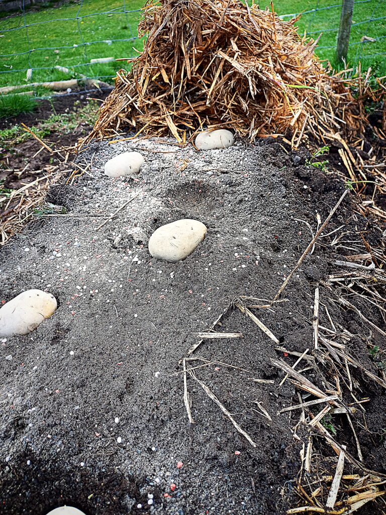Seed potatoes placed on top of the soil