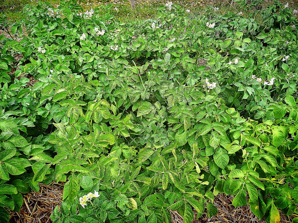 potato plants growing and flowering