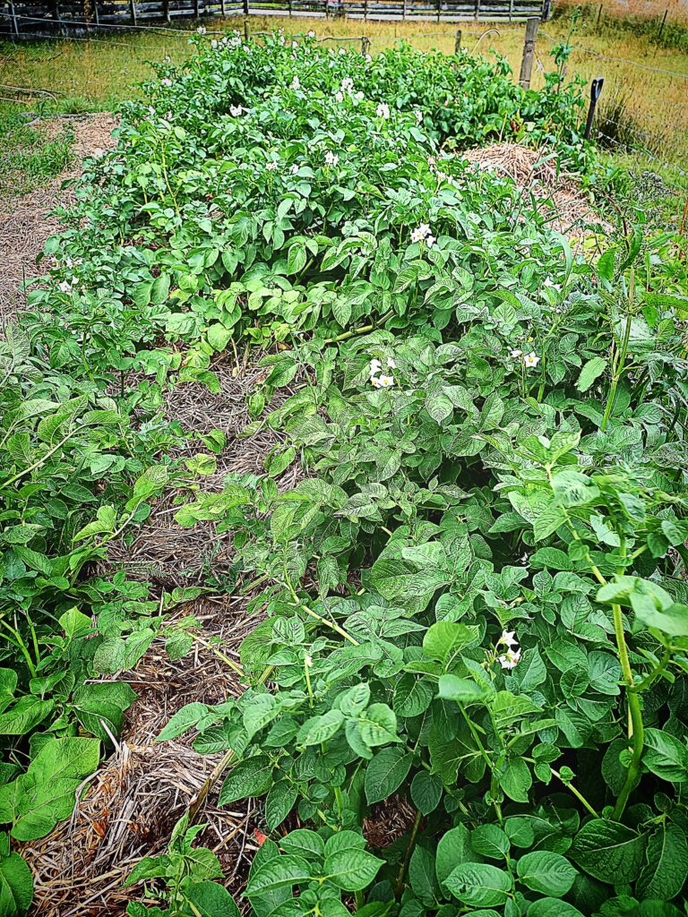 a big garden bed with potatoes growing in straw