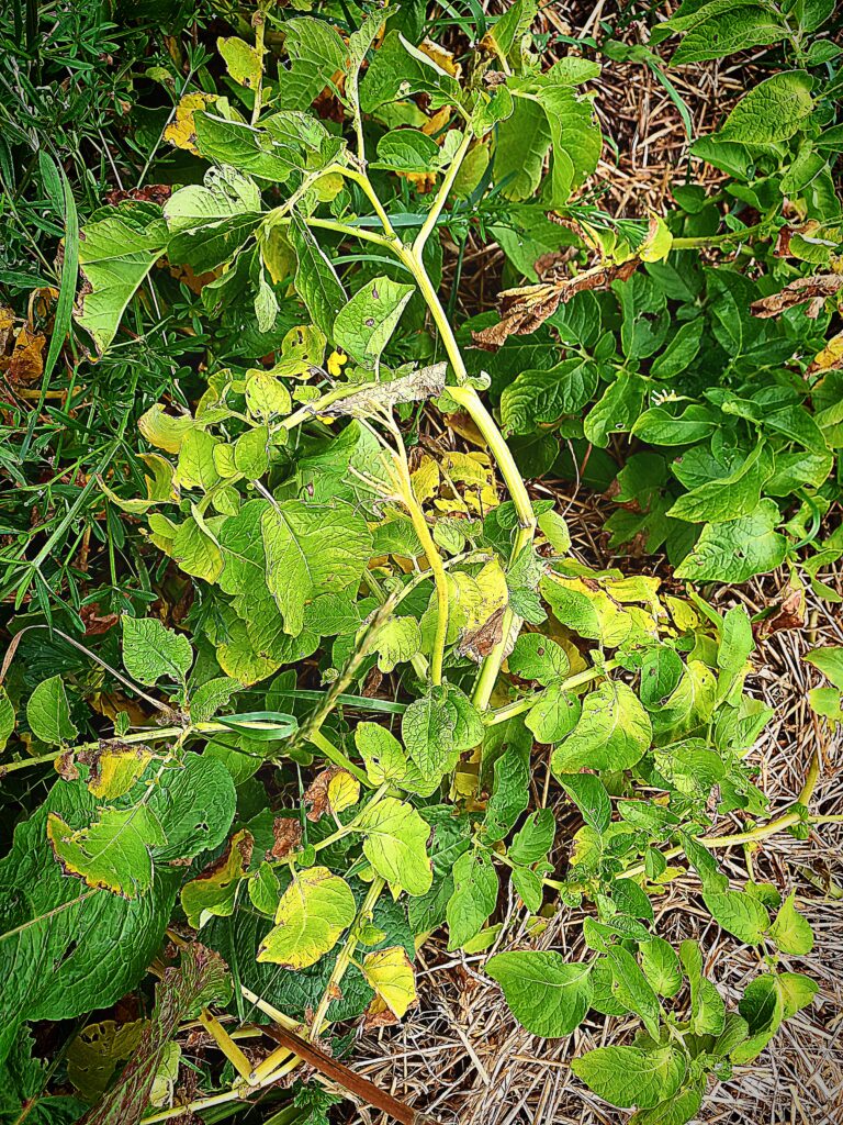 potato plants are dying off