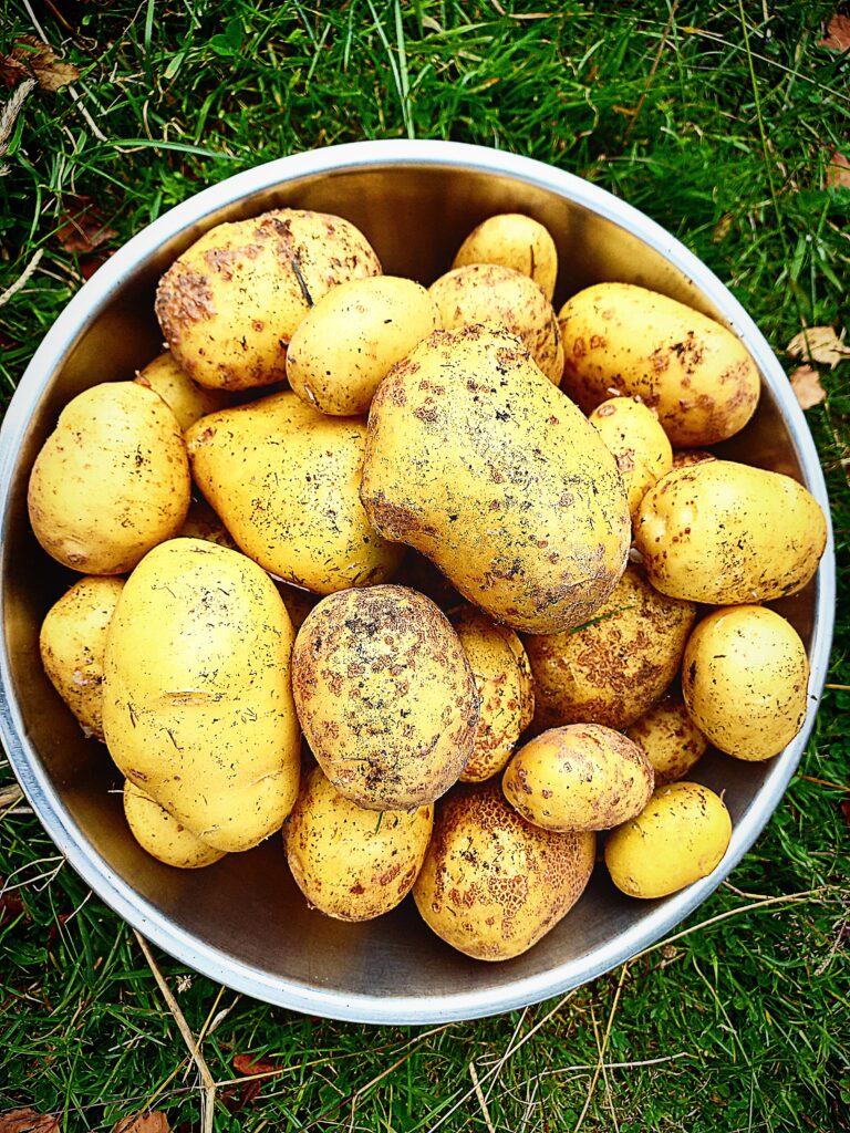 Freshly harvested potatoes in a stainless steel bowl sitting on the grass