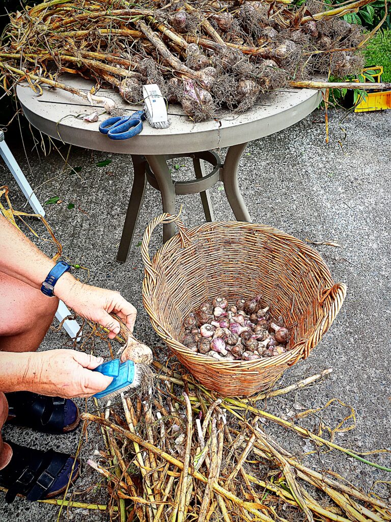 a round table full of harvested garlic. A person sitting down cleaning the garlic with a nailbrush then putting them in a basket on the ground